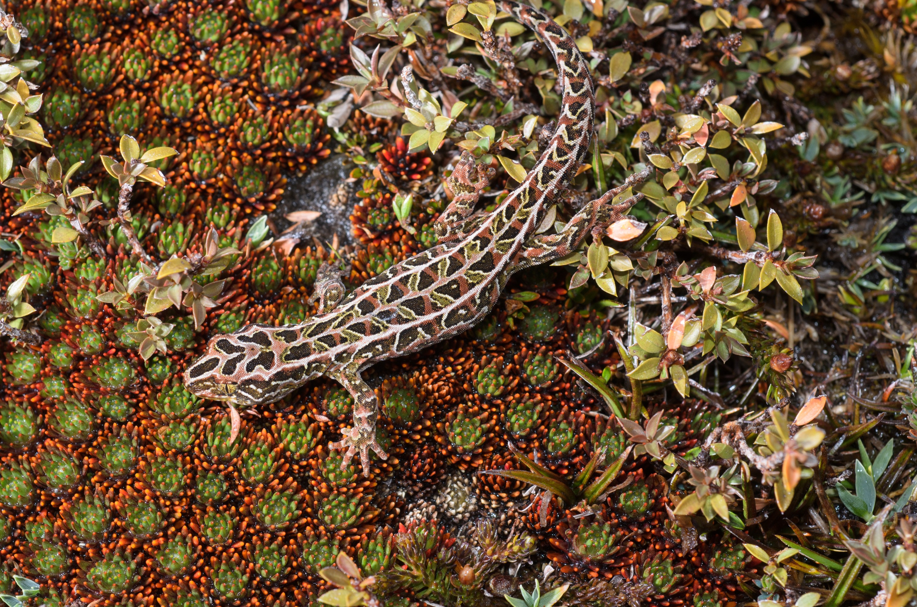 DSC_2786 – Adventure, Crispin, Hoplodactylus, Island, March 2017, National Park, New, New Zealand, Rakiura, South, Stewart, Tukutuku rakiurae, Zealand, amazing, gecko, harlequin gecko, rare, stunning